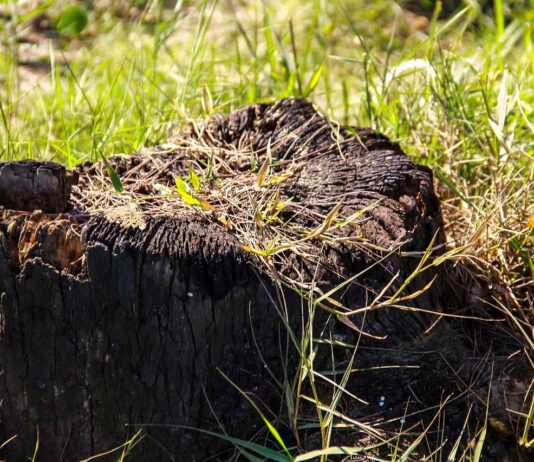 Almanya’ya Göç Etmek İçin Gerekli Belgeler Almanya'ya Göç Etmek İçin Gerekli Belgeler