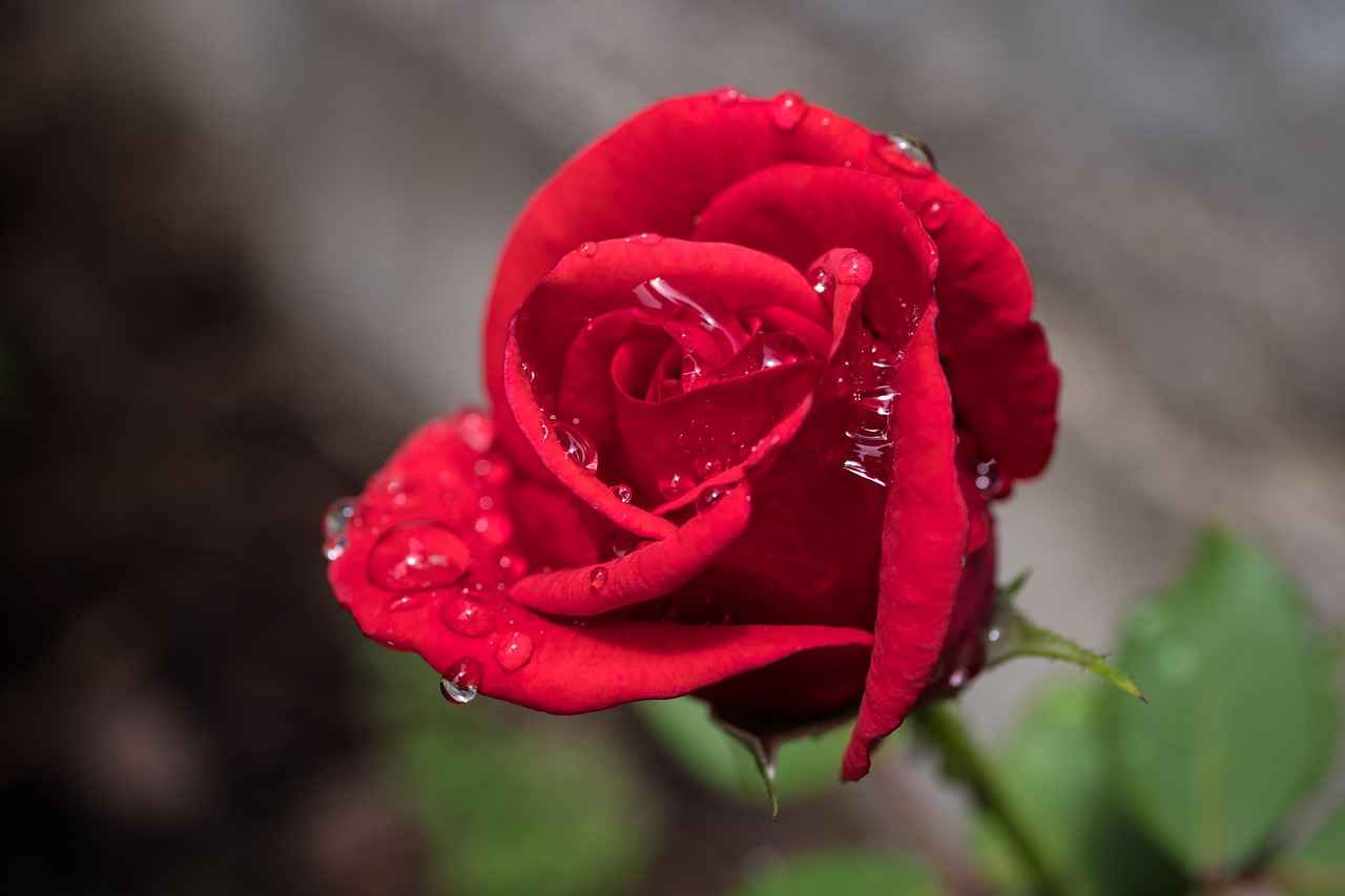 Sağlık Sigortası Gerekliliği