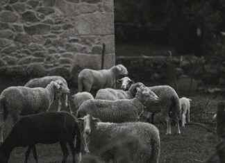 Danimarka’da Çalışmak: Fırsatlar ve Zorluklar Danimarka'da Çalışmak: Fırsatlar ve Zorluklar