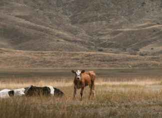 Danimarka’da Hayvanlar: Doğada Neler Görülür? Danimarka'da Hayvanlar: Doğada Neler Görülür?
