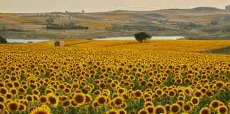 Danimarka’da Yaşayan Türkler: Deneyimler ve Hikayeler Danimarka'da Yaşayan Türkler: Deneyimler ve Hikayeler