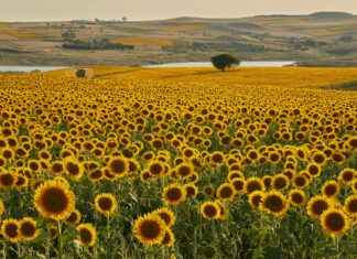 Danimarka’da Yaşayan Türkler: Deneyimler ve Hikayeler Danimarka'da Yaşayan Türkler: Deneyimler ve Hikayeler