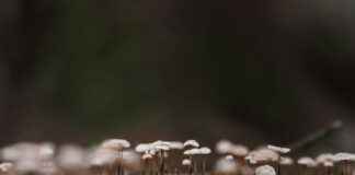 Danimarka’nın Efsanevi Masalları: Hangi Masallar Biliniyor? Danimarka'nın Efsanevi Masalları: Hangi Masallar Biliniyor?