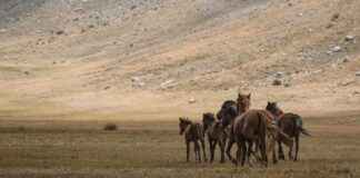 Danimarka’nın En Güzel Gölleri: Doğanın Keyfi Danimarka'nın En Güzel Gölleri: Doğanın Keyfi