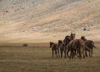 Danimarka’nın En Güzel Gölleri: Doğanın Keyfi Danimarka'nın En Güzel Gölleri: Doğanın Keyfi