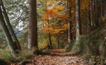 Danimarka’nın En Güzel Yürüyüş Parkurları Danimarka'nın En Güzel Yürüyüş Parkurları