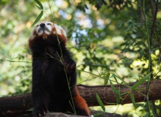 İspanya Almanya Maçı Canlı Yayında Hangi Kanalda? İspanya Almanya Maçı Canlı Yayında Hangi Kanalda?
