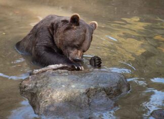 İspanya Almanya maçında hangi takım galip gelecek? İspanya Almanya maçında hangi takım galip gelecek?