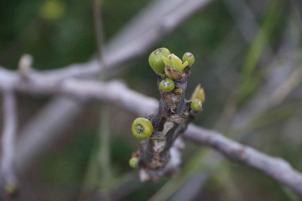 Vize Başvuru Ücreti Ne Kadardır?